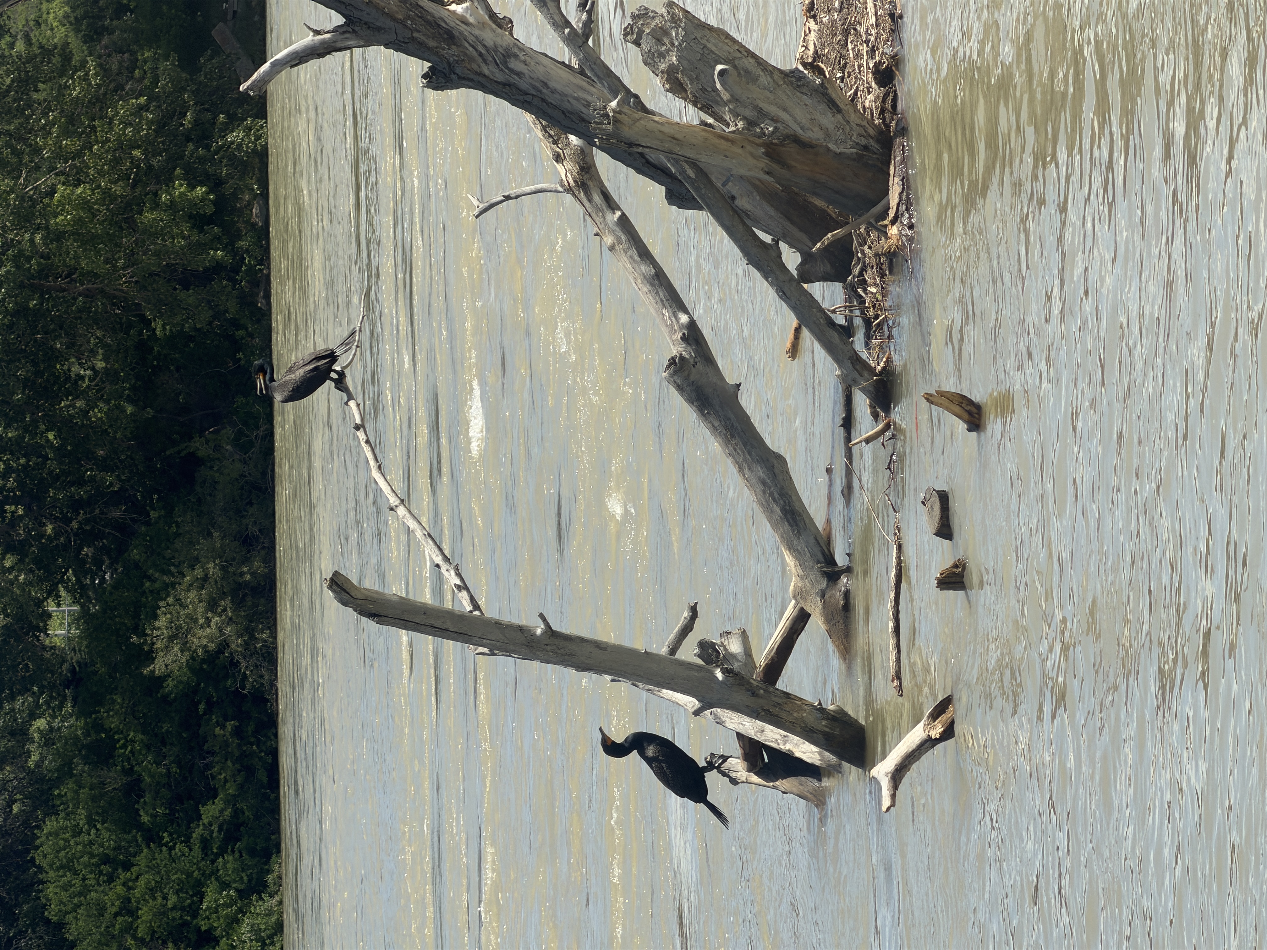Bird photo 1