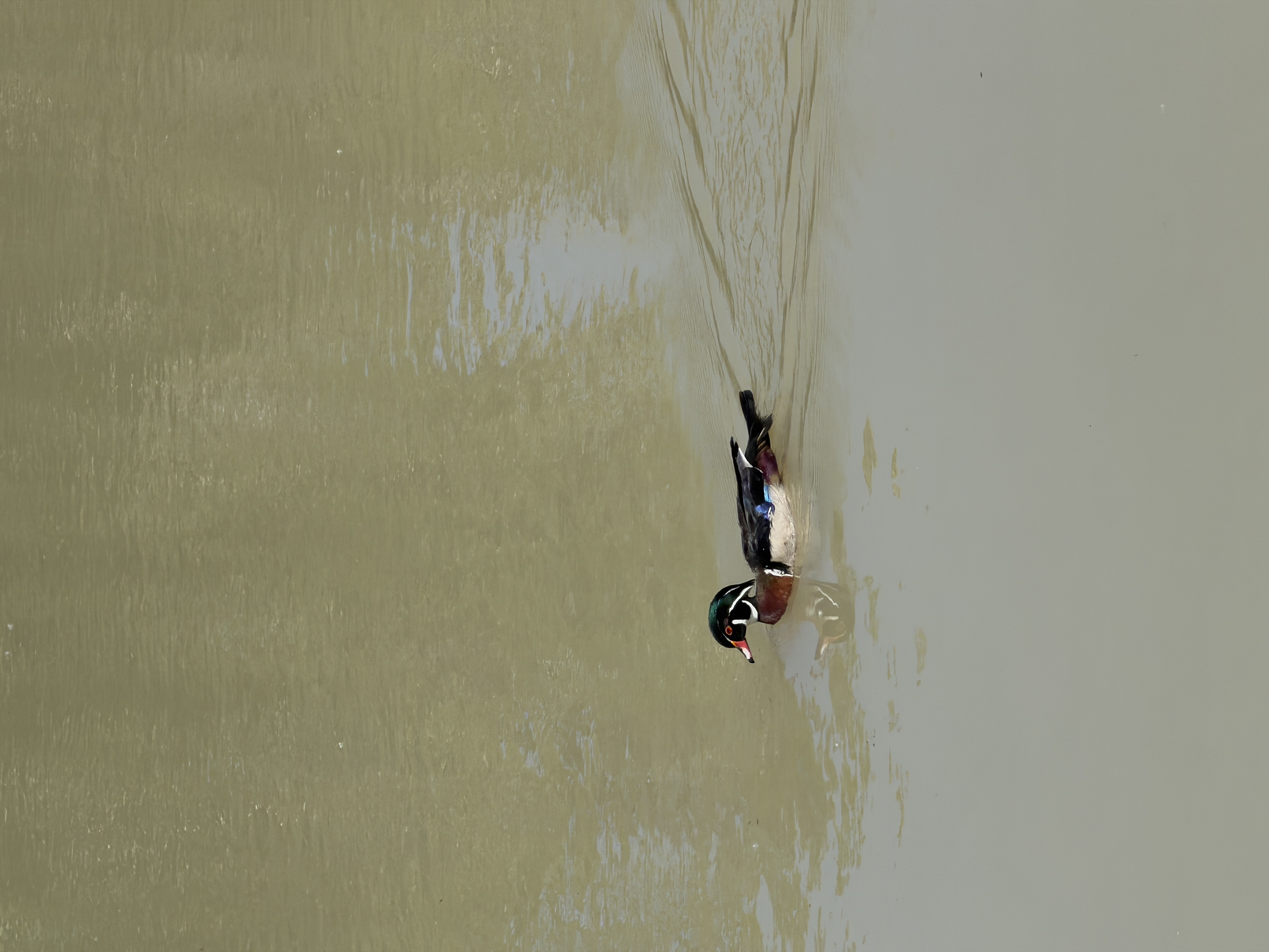 Bird photo 2