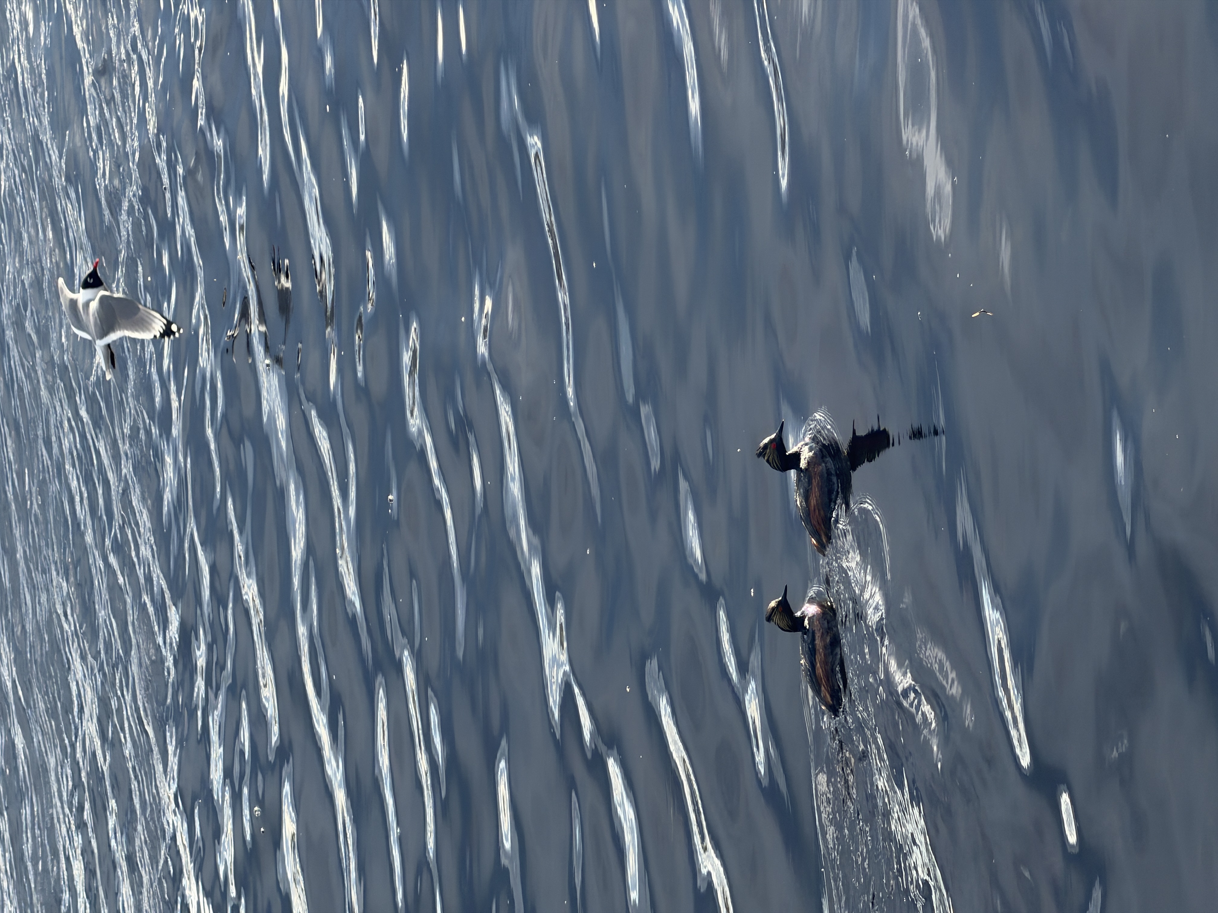 Bird photo 4