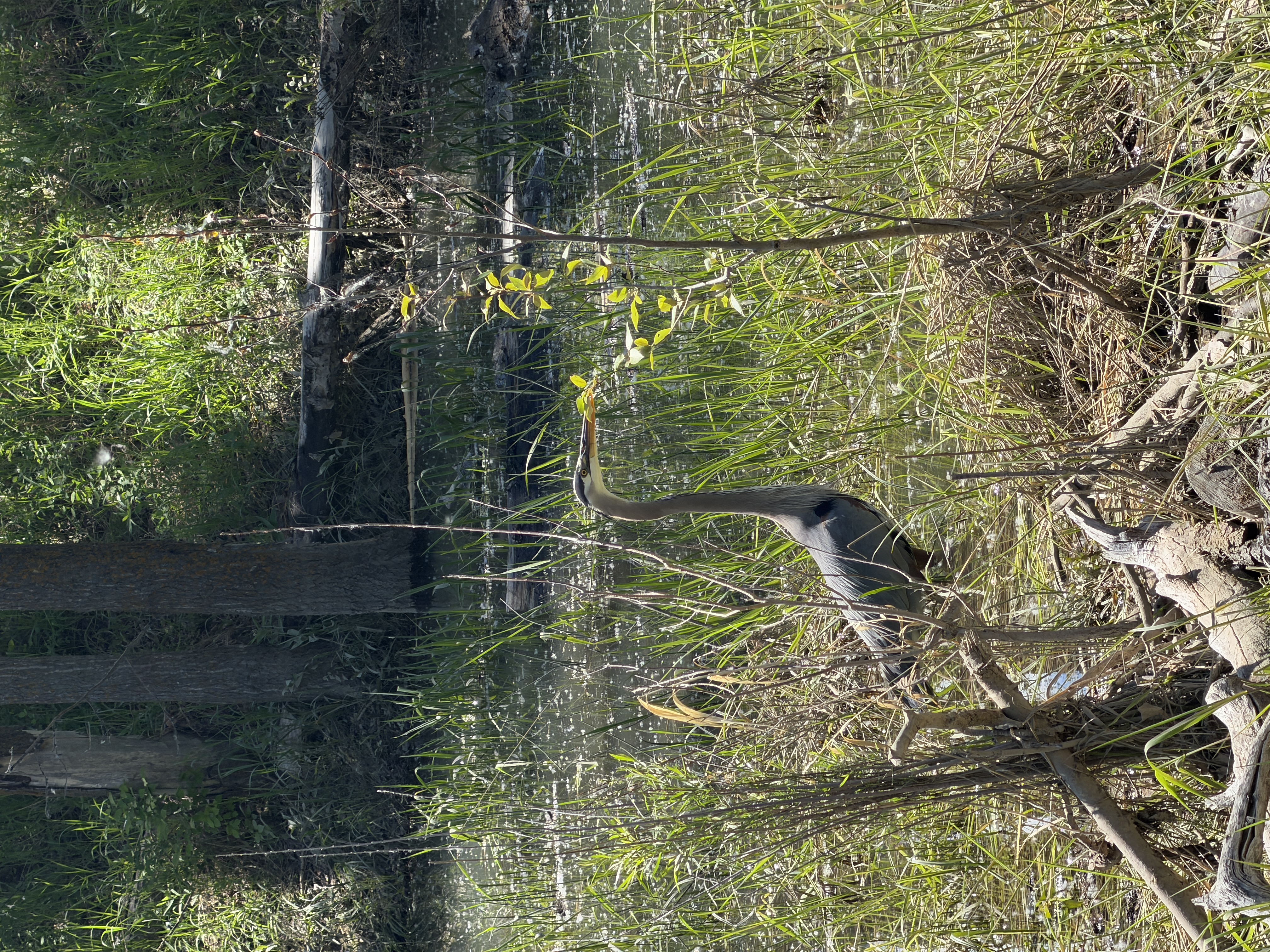 Bird photo 5