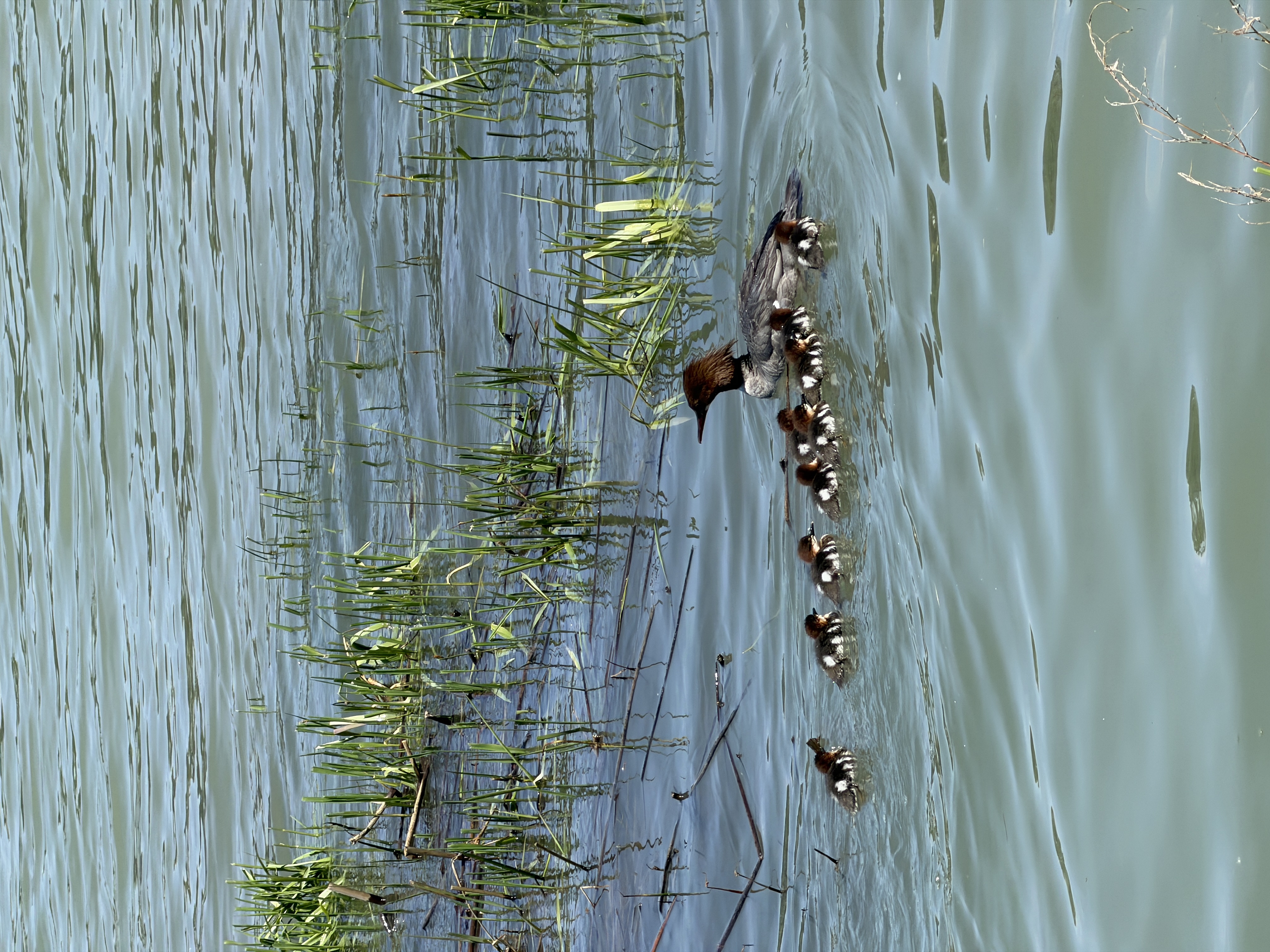 Bird photo 6