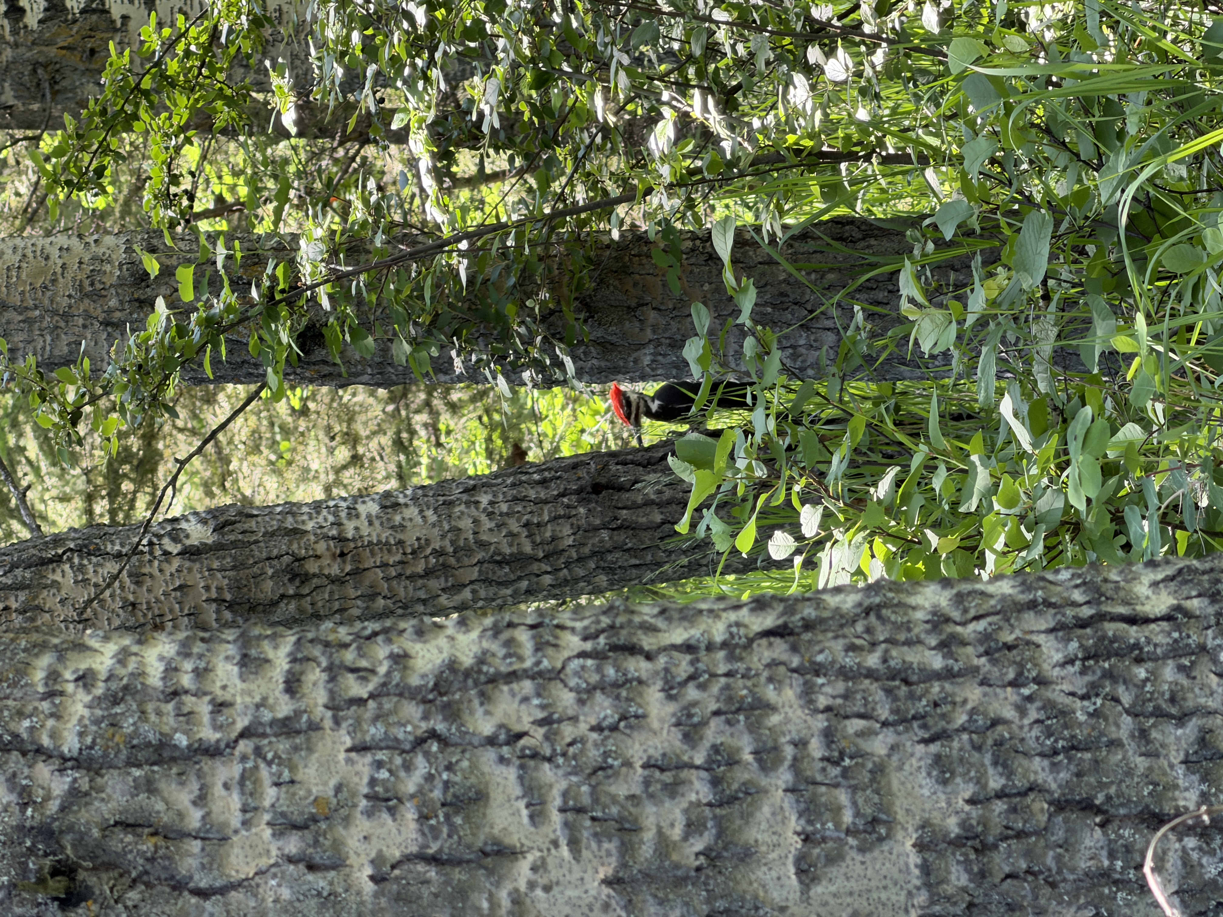 Bird photo 9
