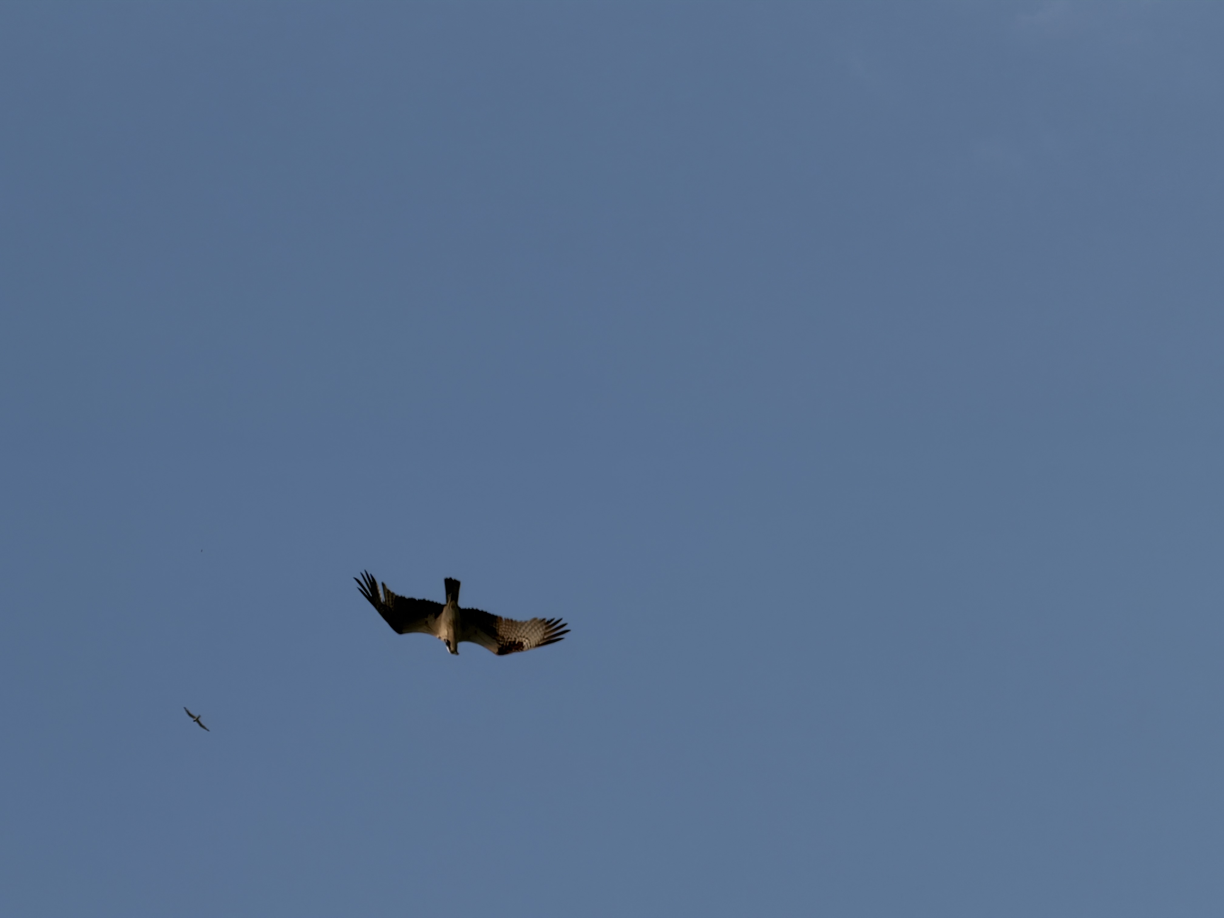 Bird photo 10