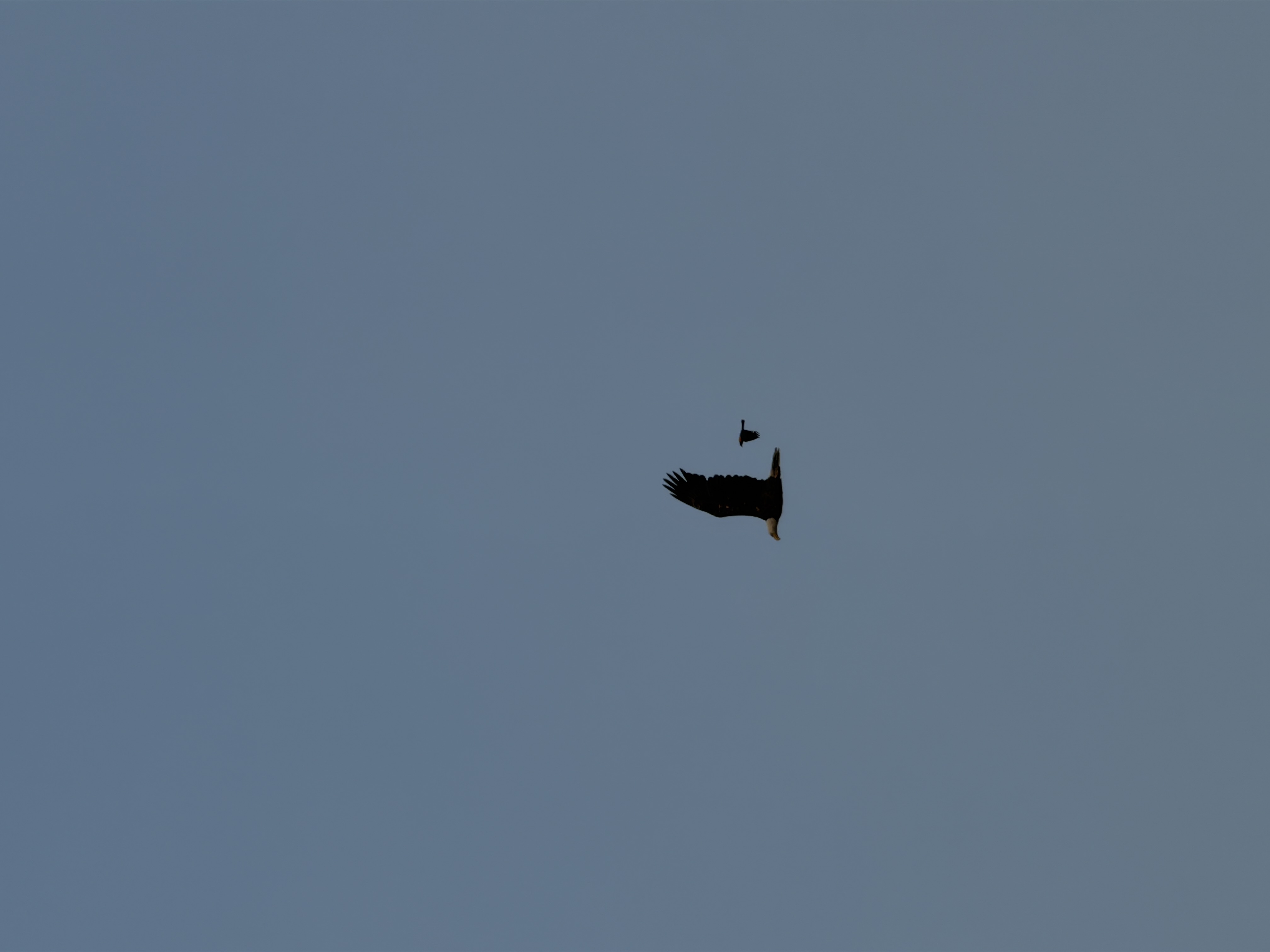 Bird photo 11