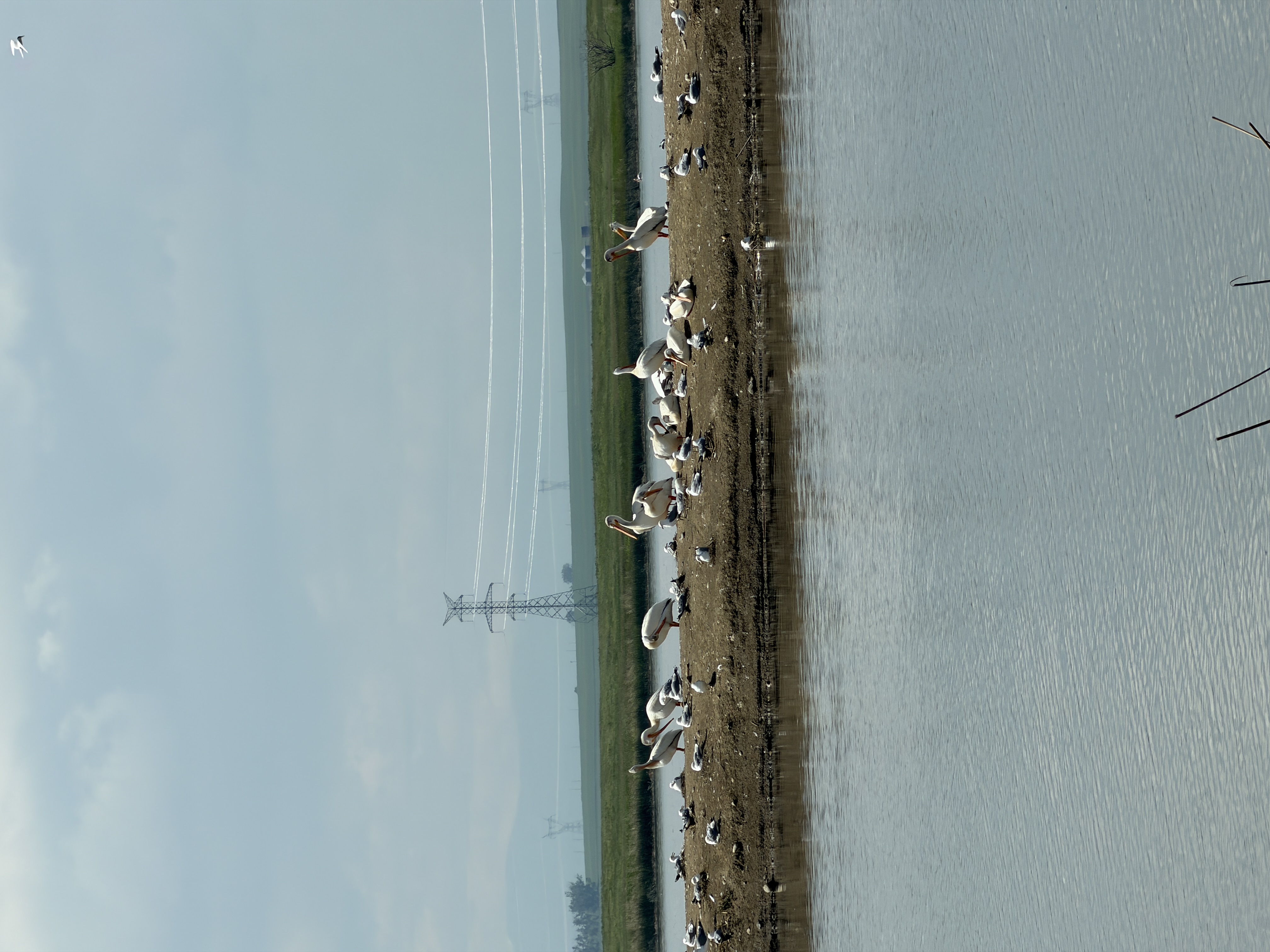 Bird photo 12
