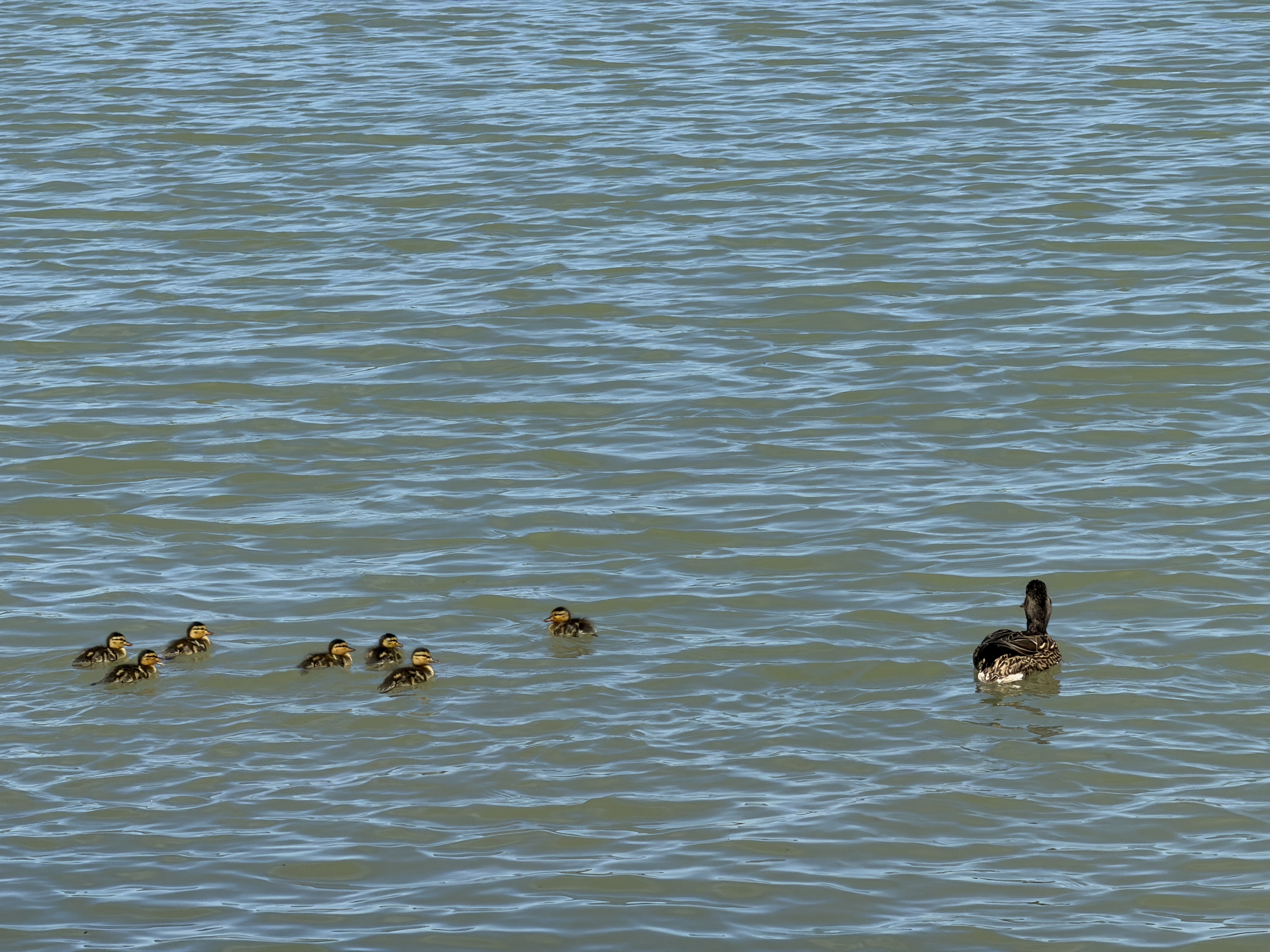 Bird photo 13