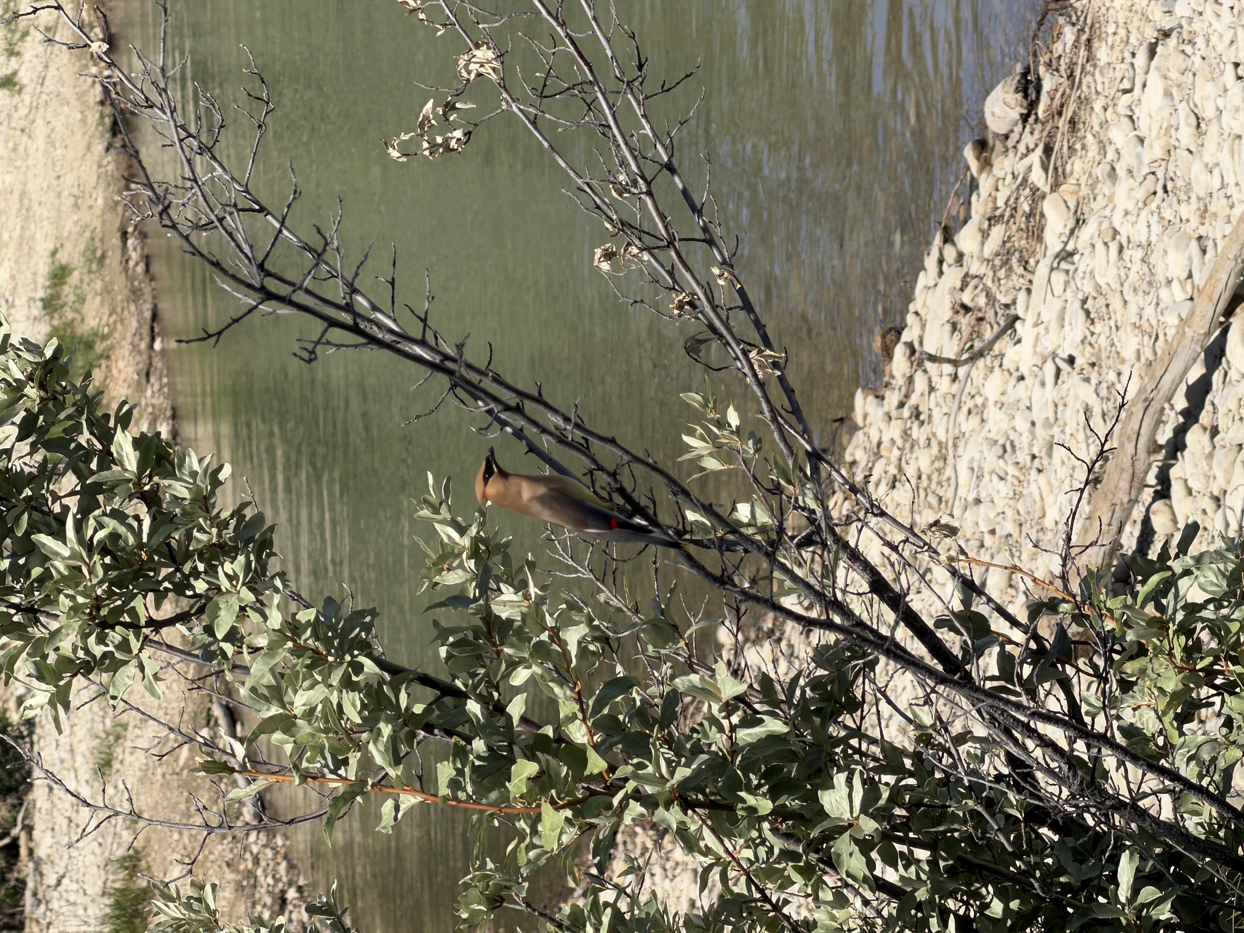 Bird photo 15