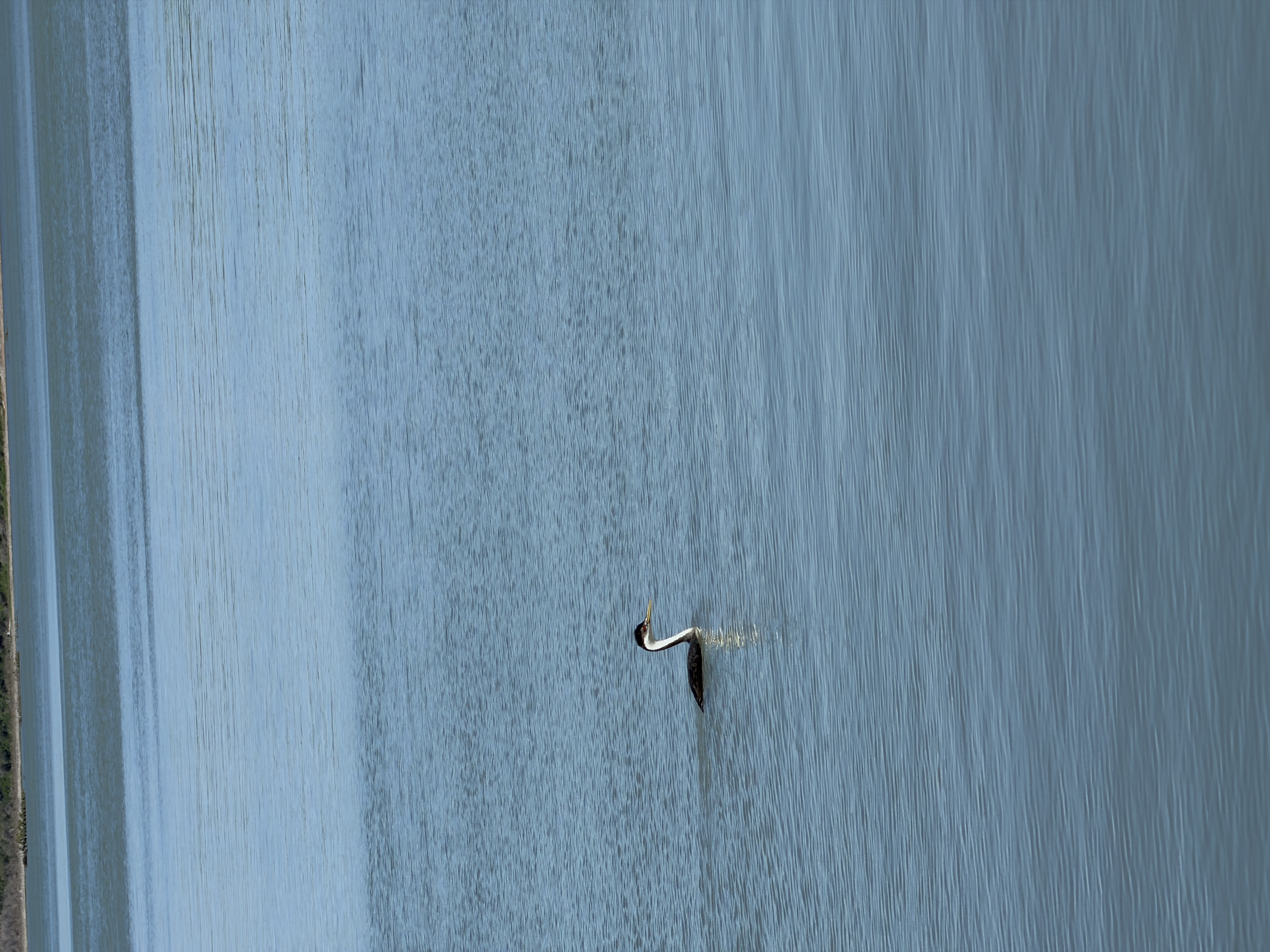 Bird photo 16