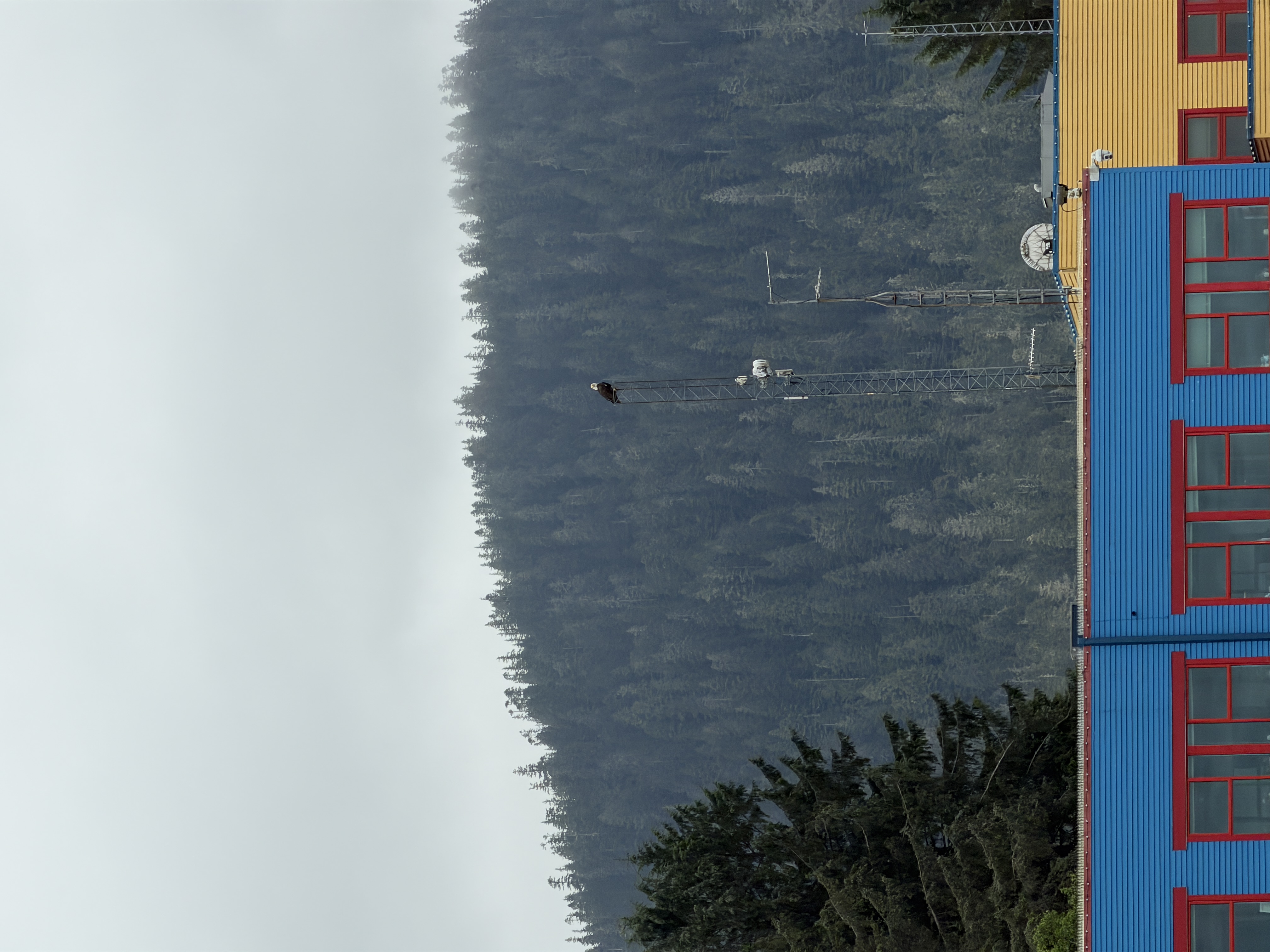 Bird photo 17