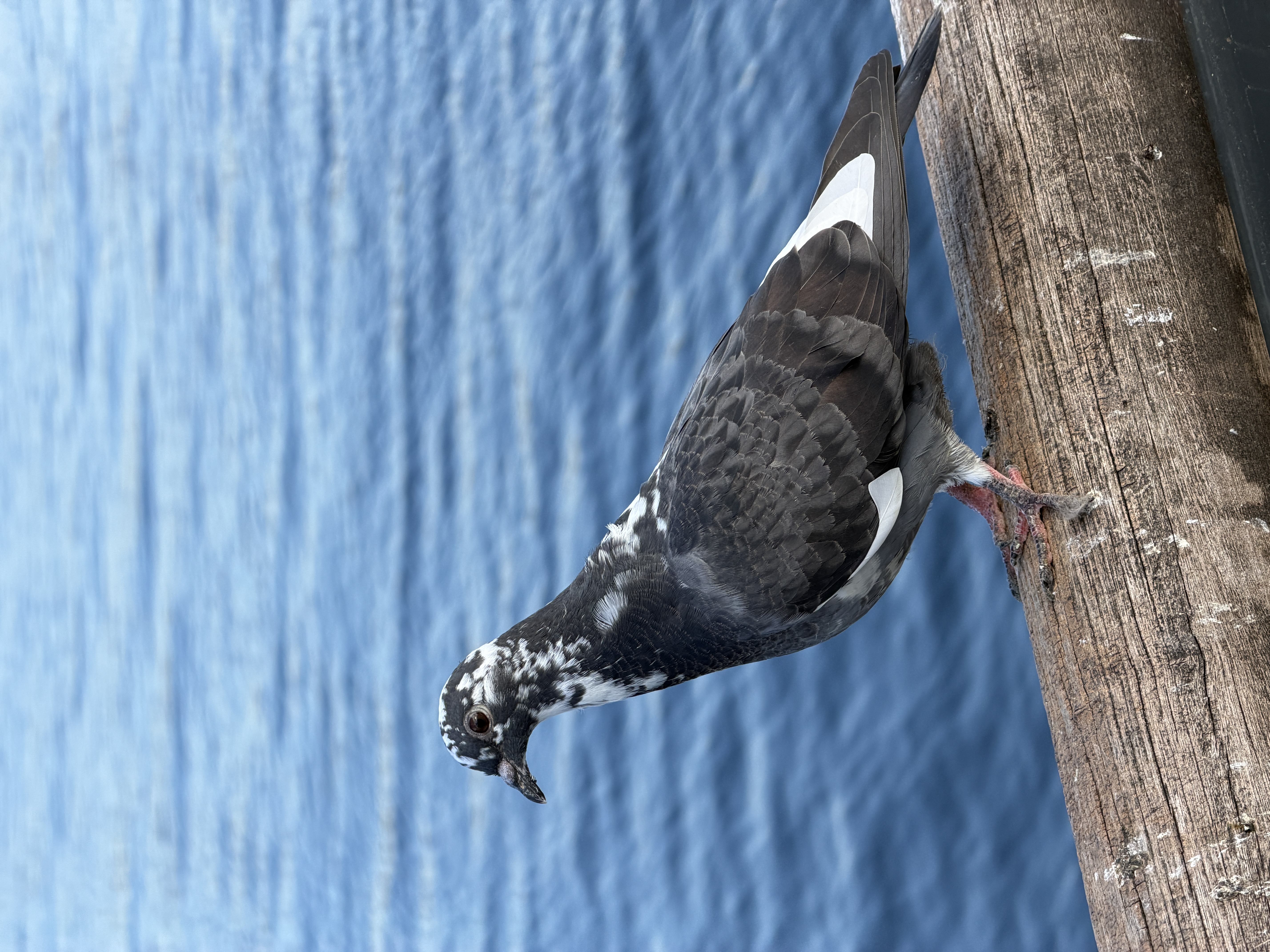 Bird photo 18