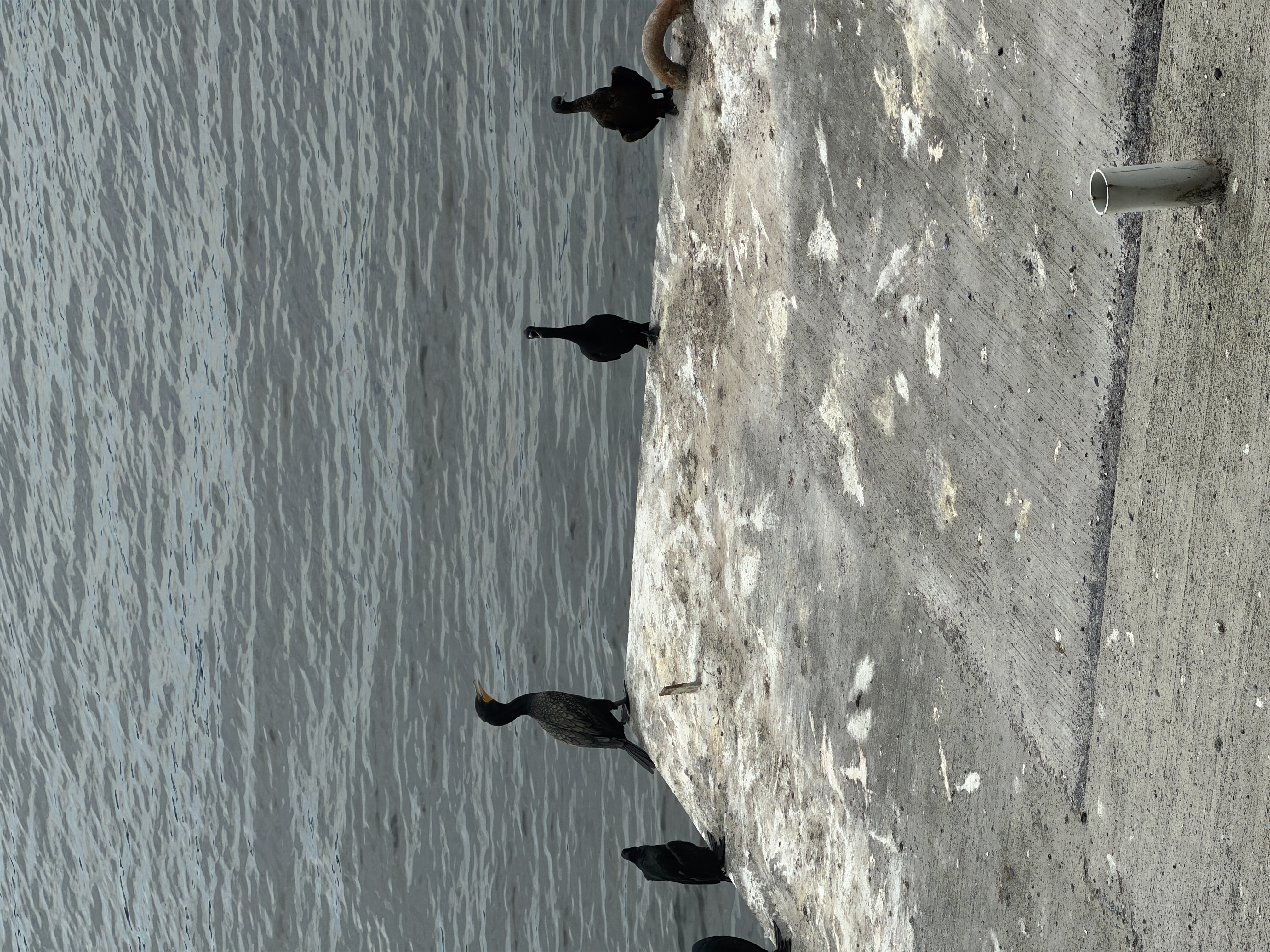 Bird photo 19