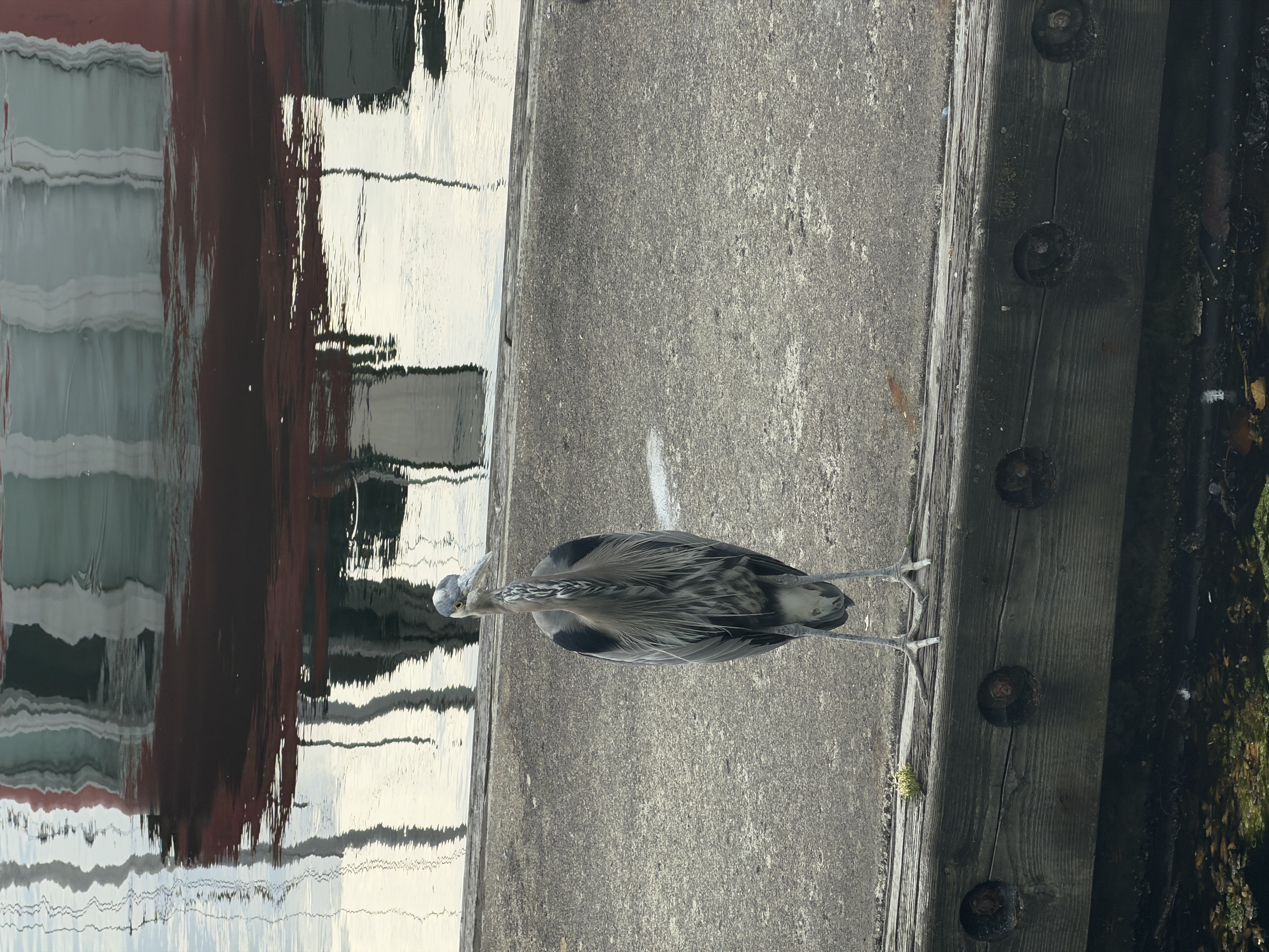 Bird photo 20