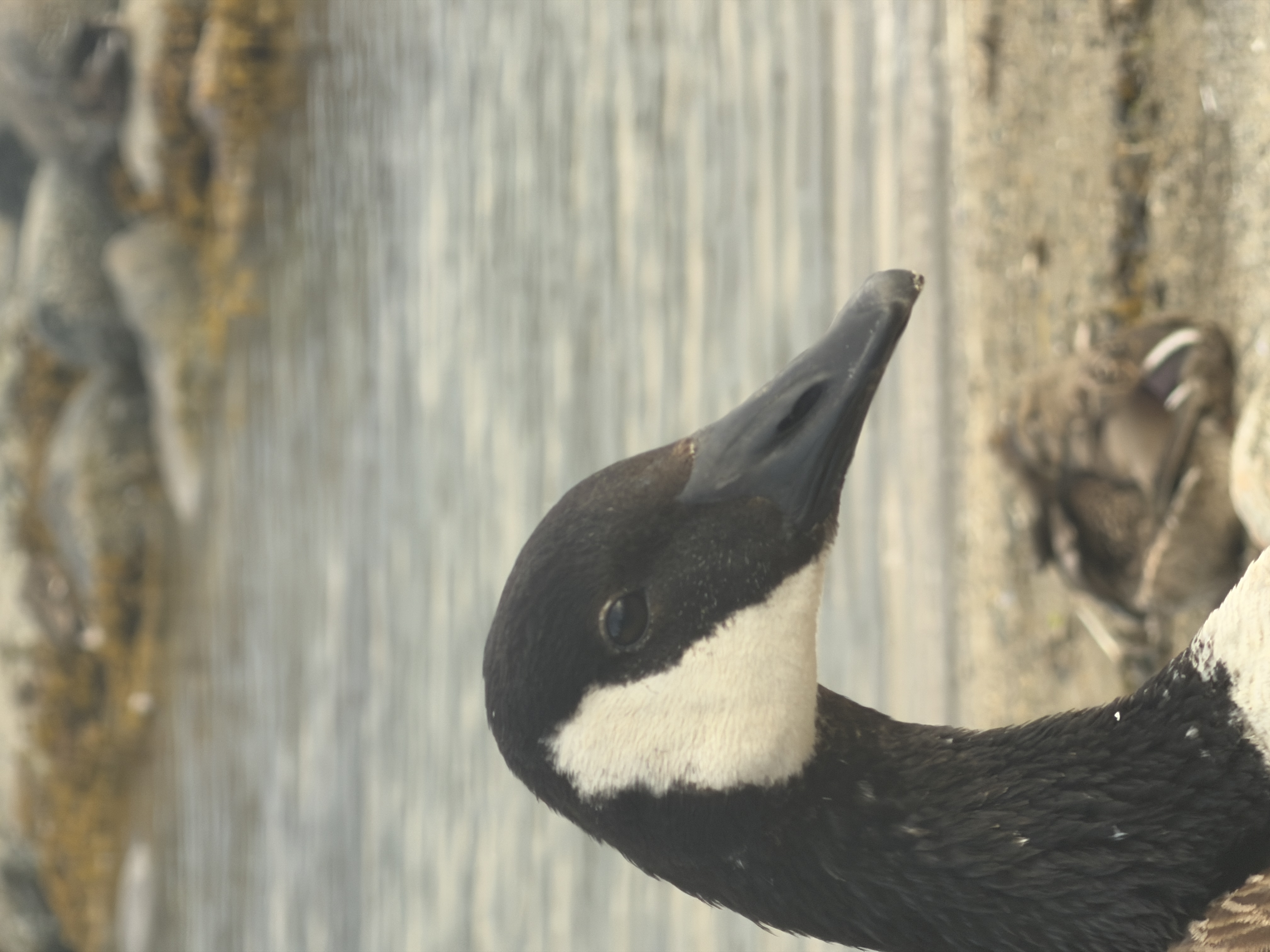 Bird photo 21
