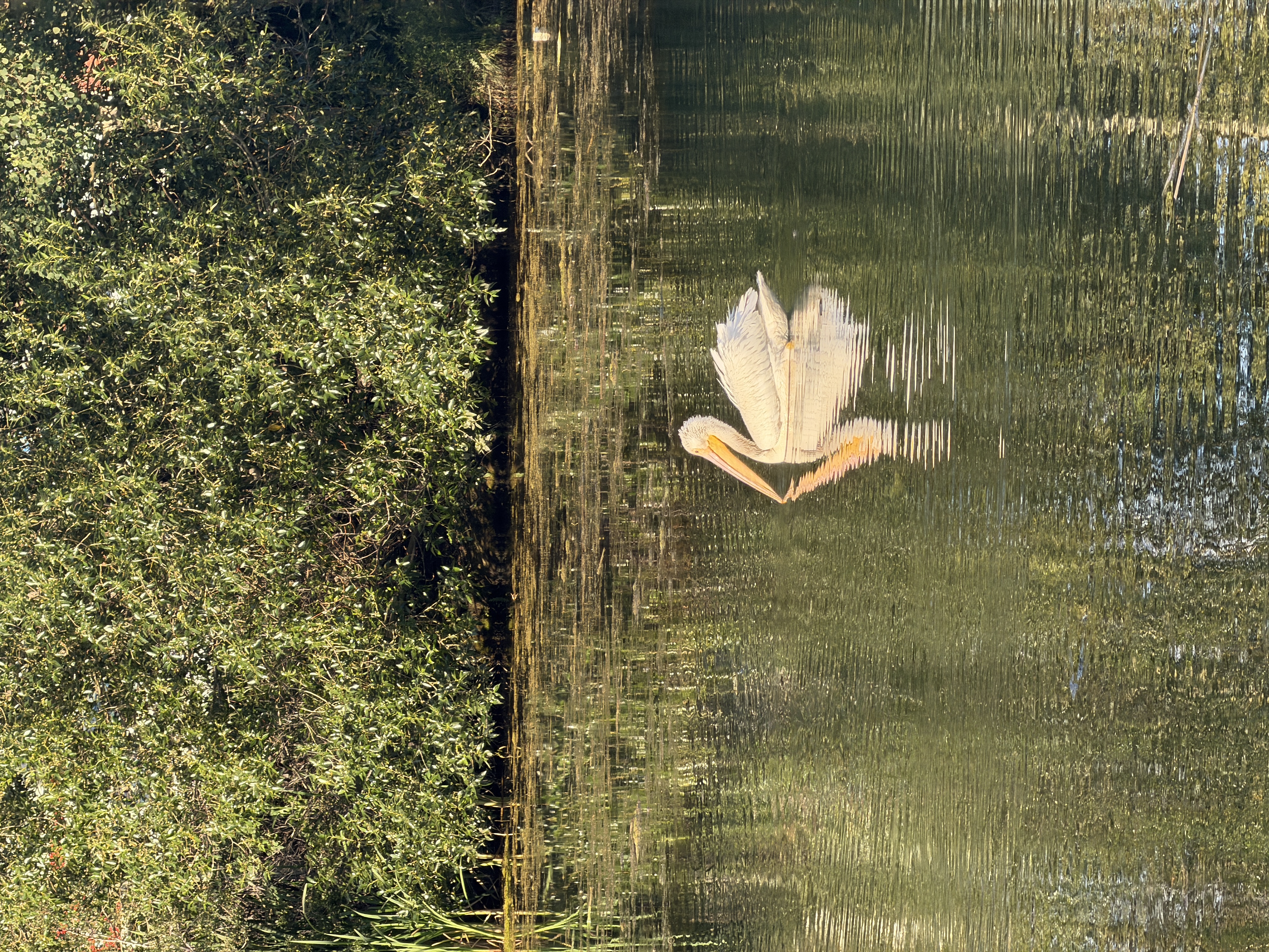 Bird photo 22