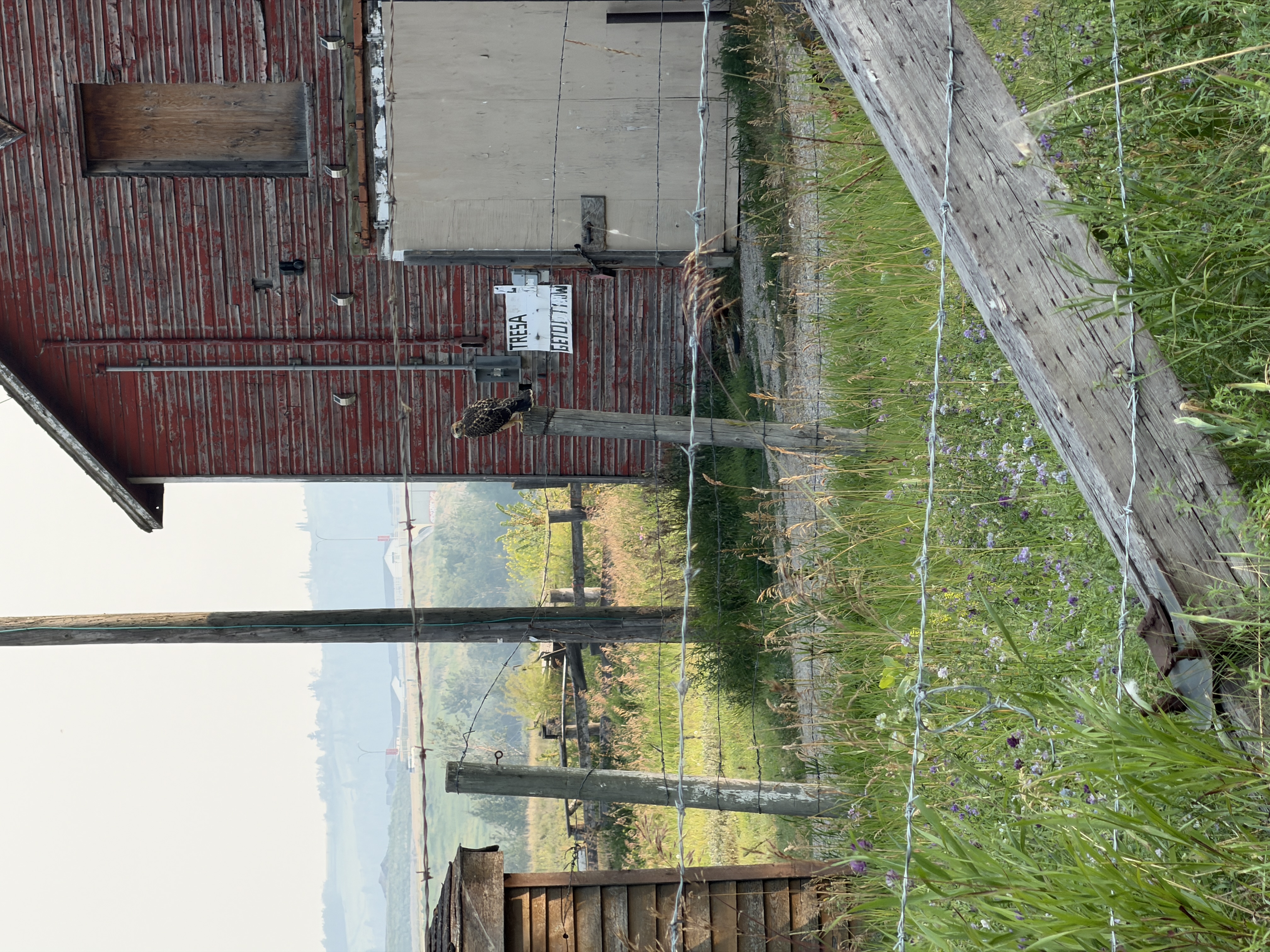 Bird photo 23