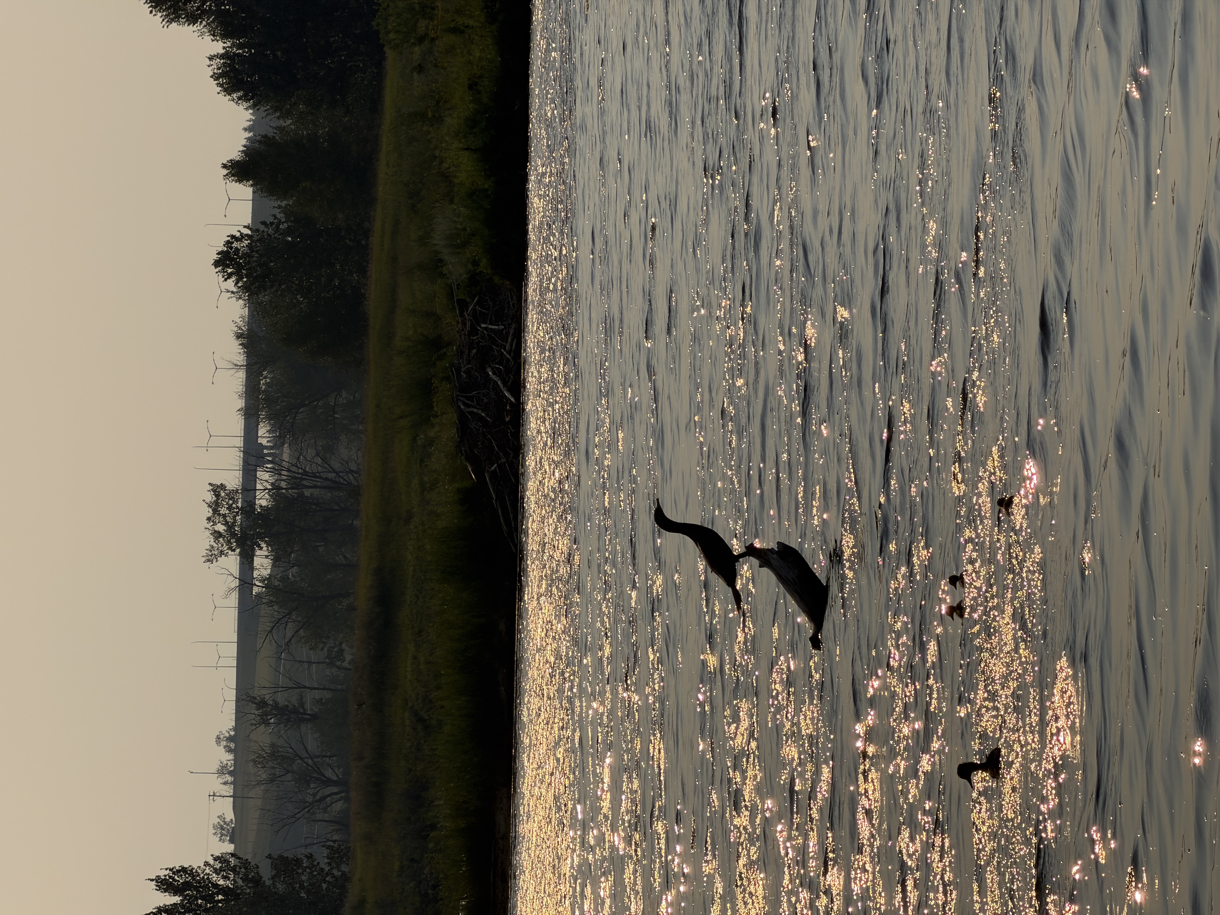 Bird photo 24