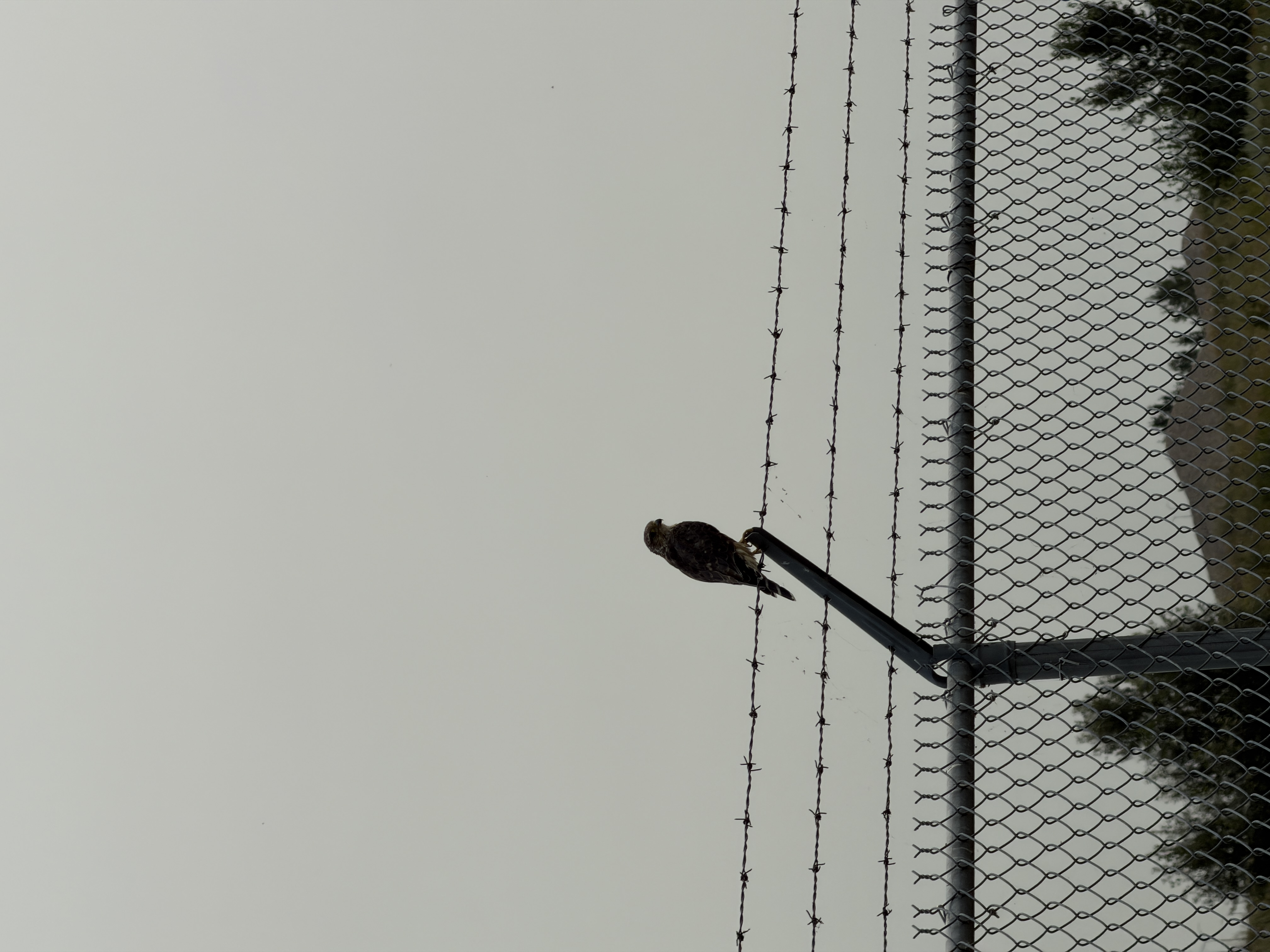 Bird photo 25